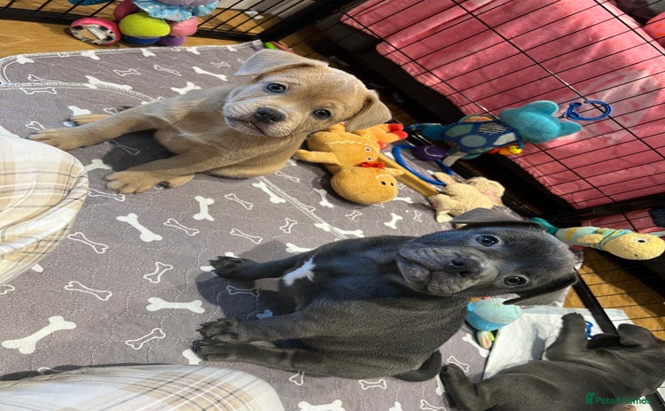 Mixed Breed dogs - Advert 1