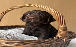 Cocker Spaniel dogs for sale: Beautiful KC REG Working Cocker Spaniel Puppies - Image 2