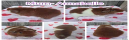 Guinea Pig rodents for sale: Baby Skinny & Teddy Guinea Pigs Ready To Leave! - Advert 11