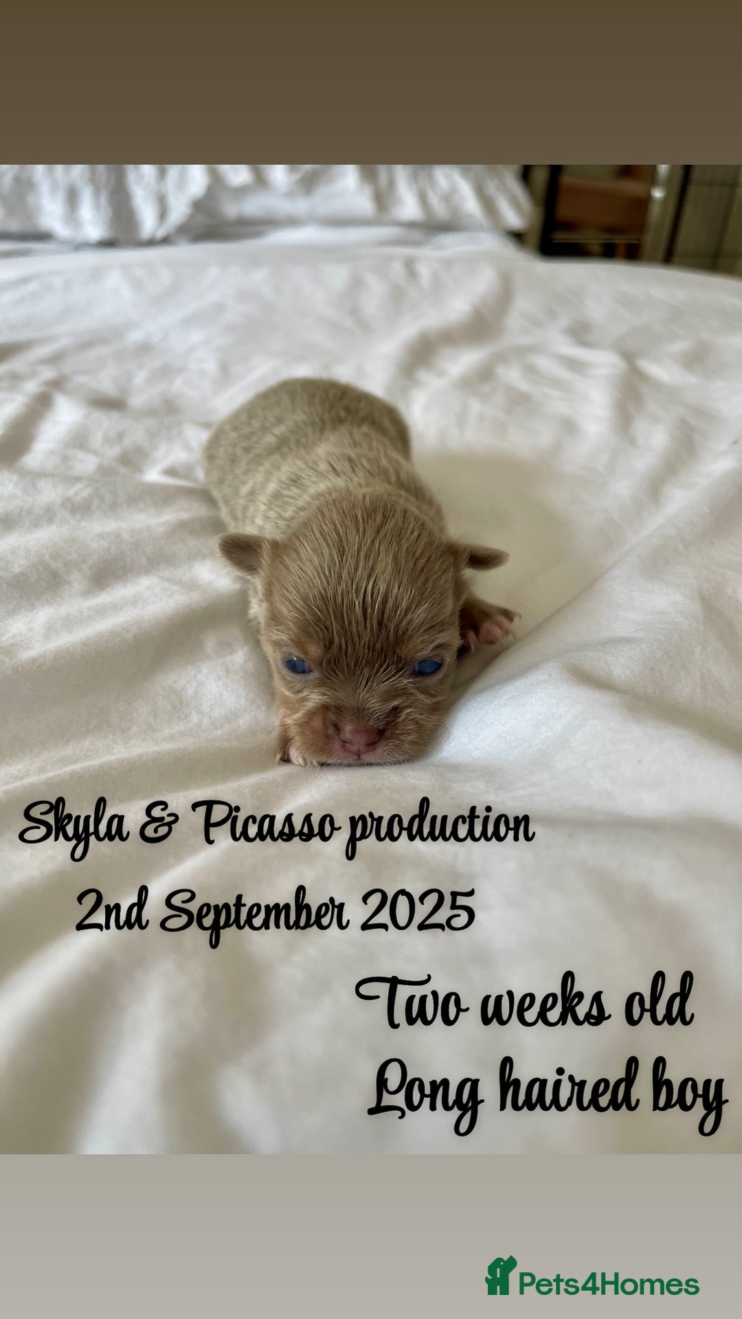 Chihuahua dogs for sale: Stunning KC Chihuahua puppies 🇬🇧 bloodlines - Image 3