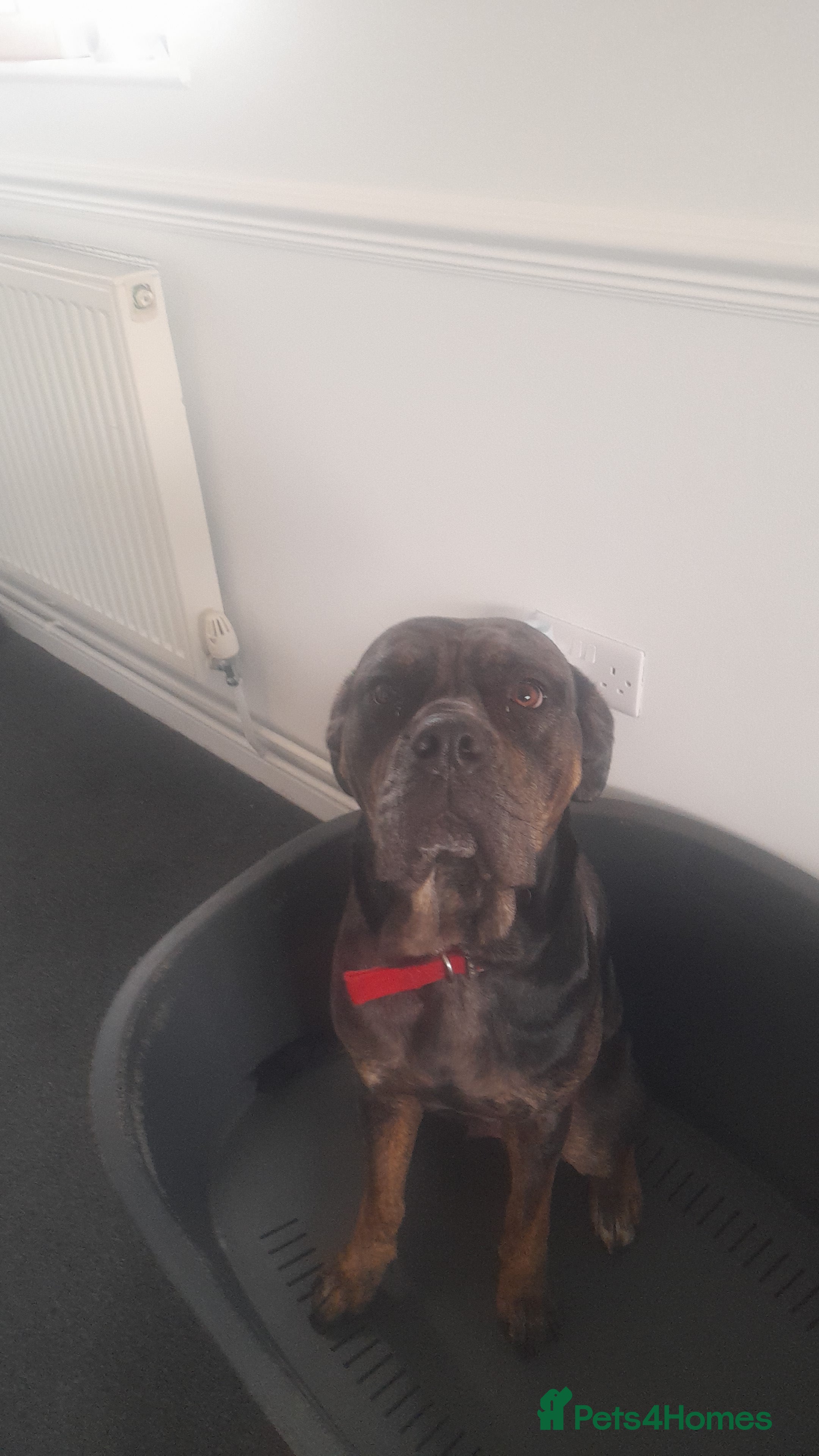 Mastiff dogs Dotty looking for her forever home  - Advert 4