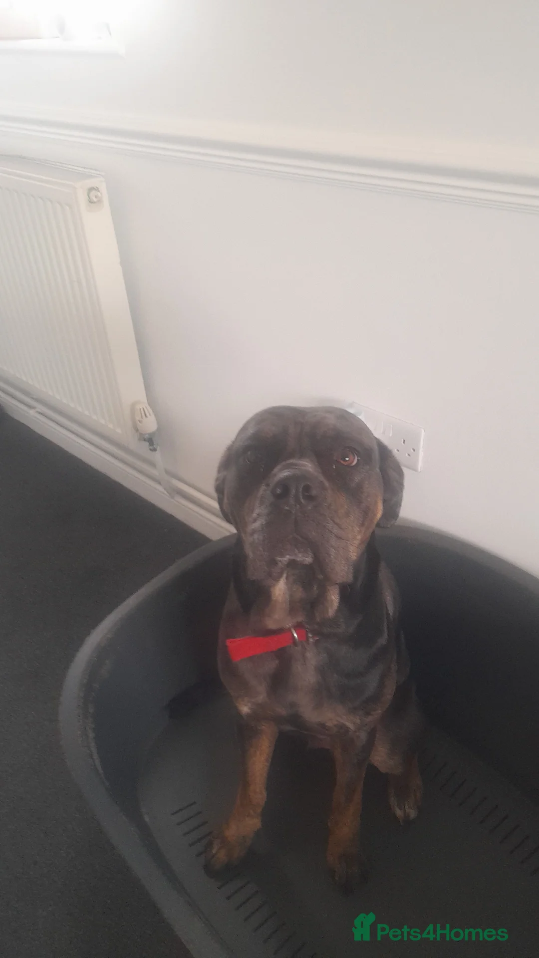 Mastiff dogs for adoption: Dotty looking for her forever home  - Advert 1