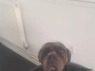 Mastiff dogs Dotty looking for her forever home - Advert 4