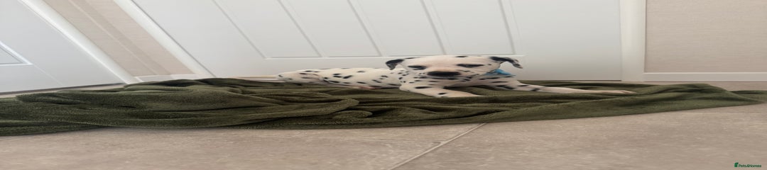 Dalmatian Puppy 1