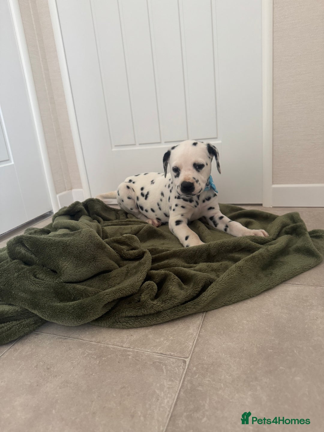 Dalmatian dogs for sale: Dalmatian puppys - Advert 5