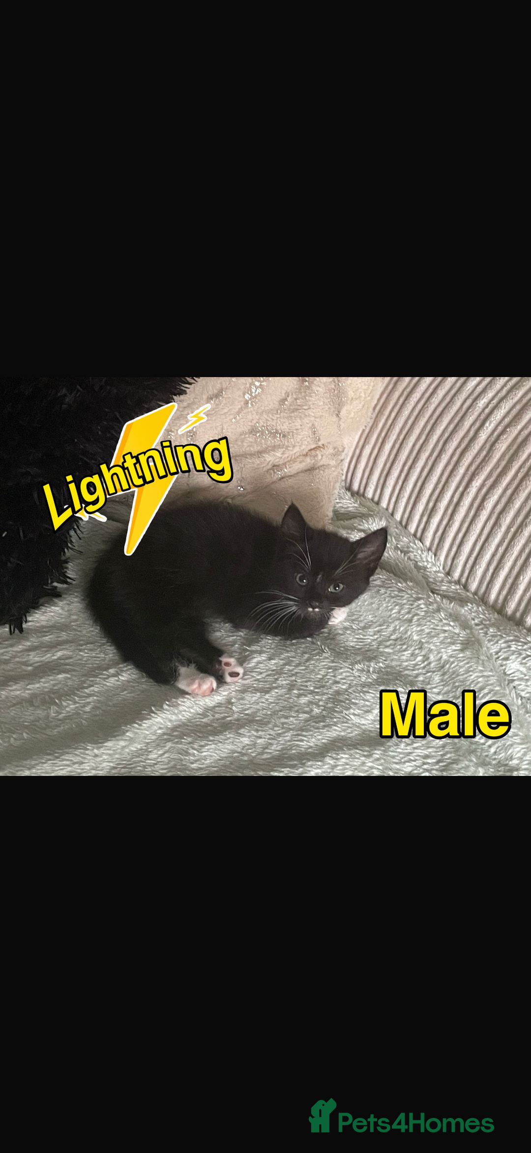 Mixed Breed cats for sale: Kittens ready to be rehomed immediately - Image 1