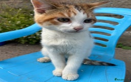 Mixed Breed cats for sale: Beautiful kittens for sale - Image 12