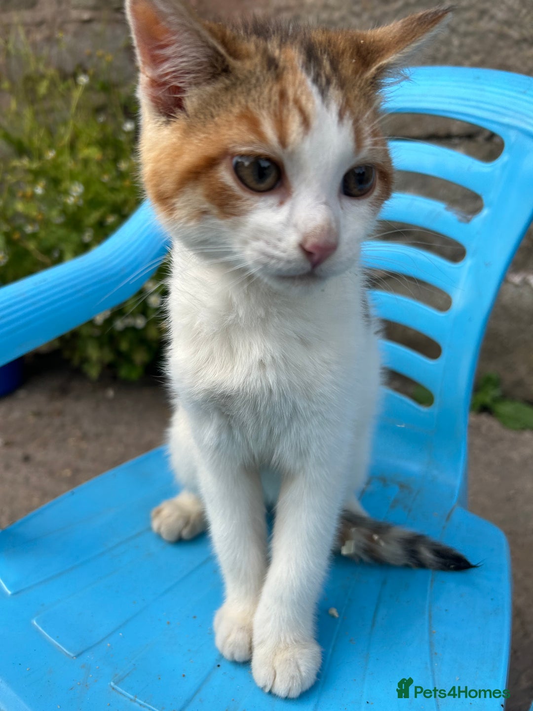 Mixed Breed cats for sale: Beautiful kittens for sale - Image 12