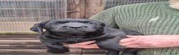 Labrador Retriever dogs for sale: Black Labrador Retriever Puppies in Radstock - Advert 5