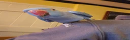 Ringnecks birds for sale: Indian ringneck blue female - Advert 2