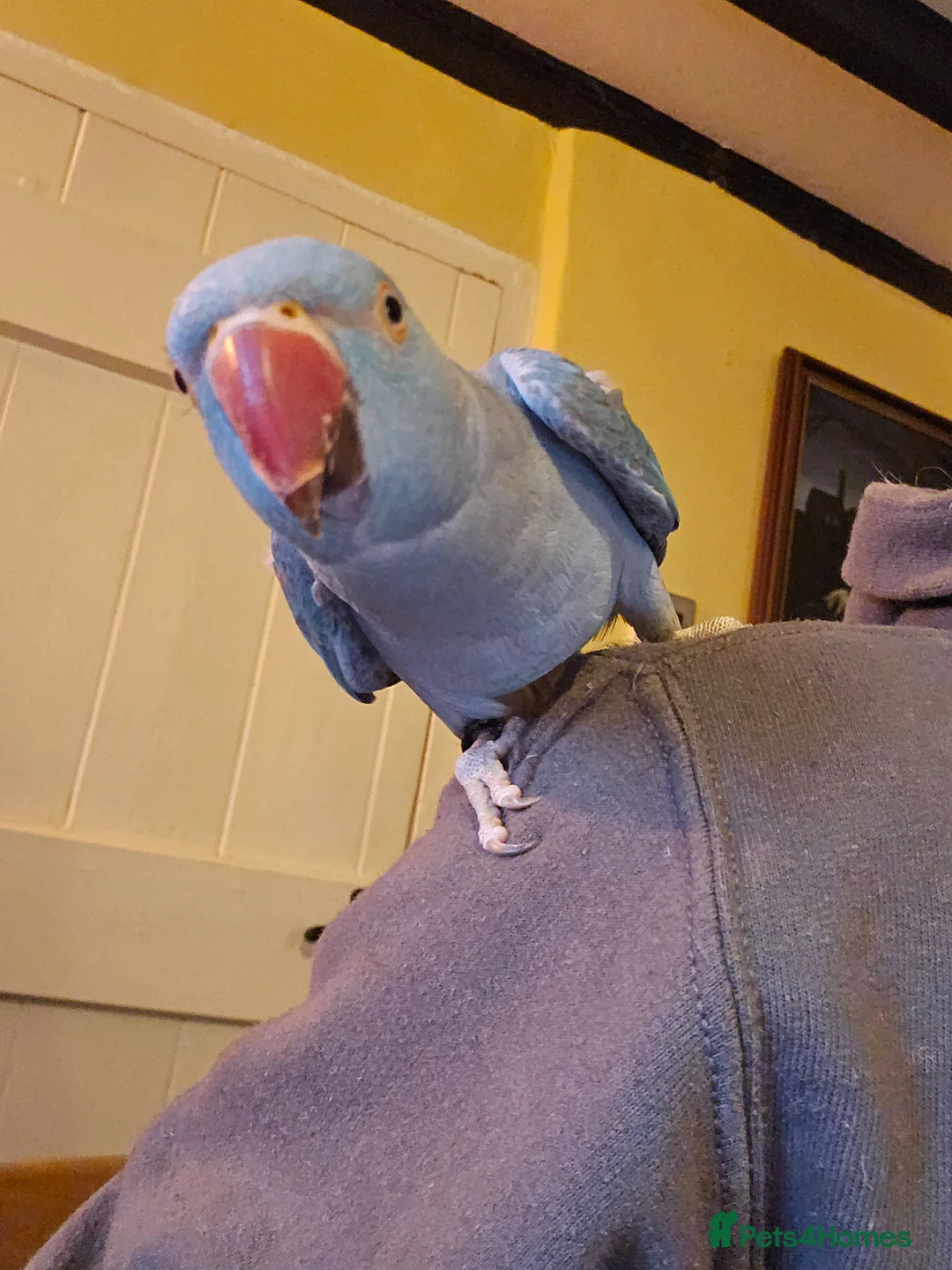 Ringnecks birds for sale: Indian ringneck blue female - Advert 2
