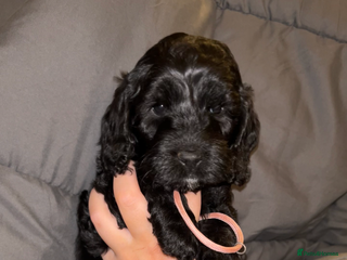 Cockapoo dogs Cockapoo puppies ready to reserve. - Advert 18