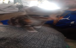 Bengal cats for sale: Bengal cross kittens  - Image 9