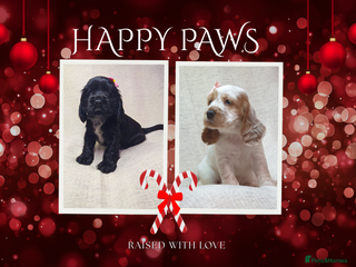 Cocker Spaniel dogs Show type unique markings cocker spaniel puppies - Advert 6