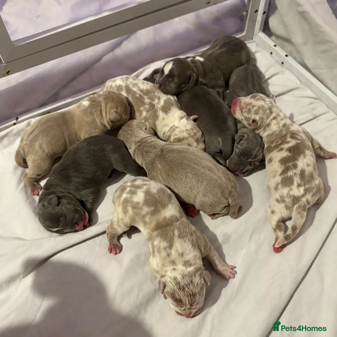 American Bully dogs for sale: Pocket bully puppies - Advert 2