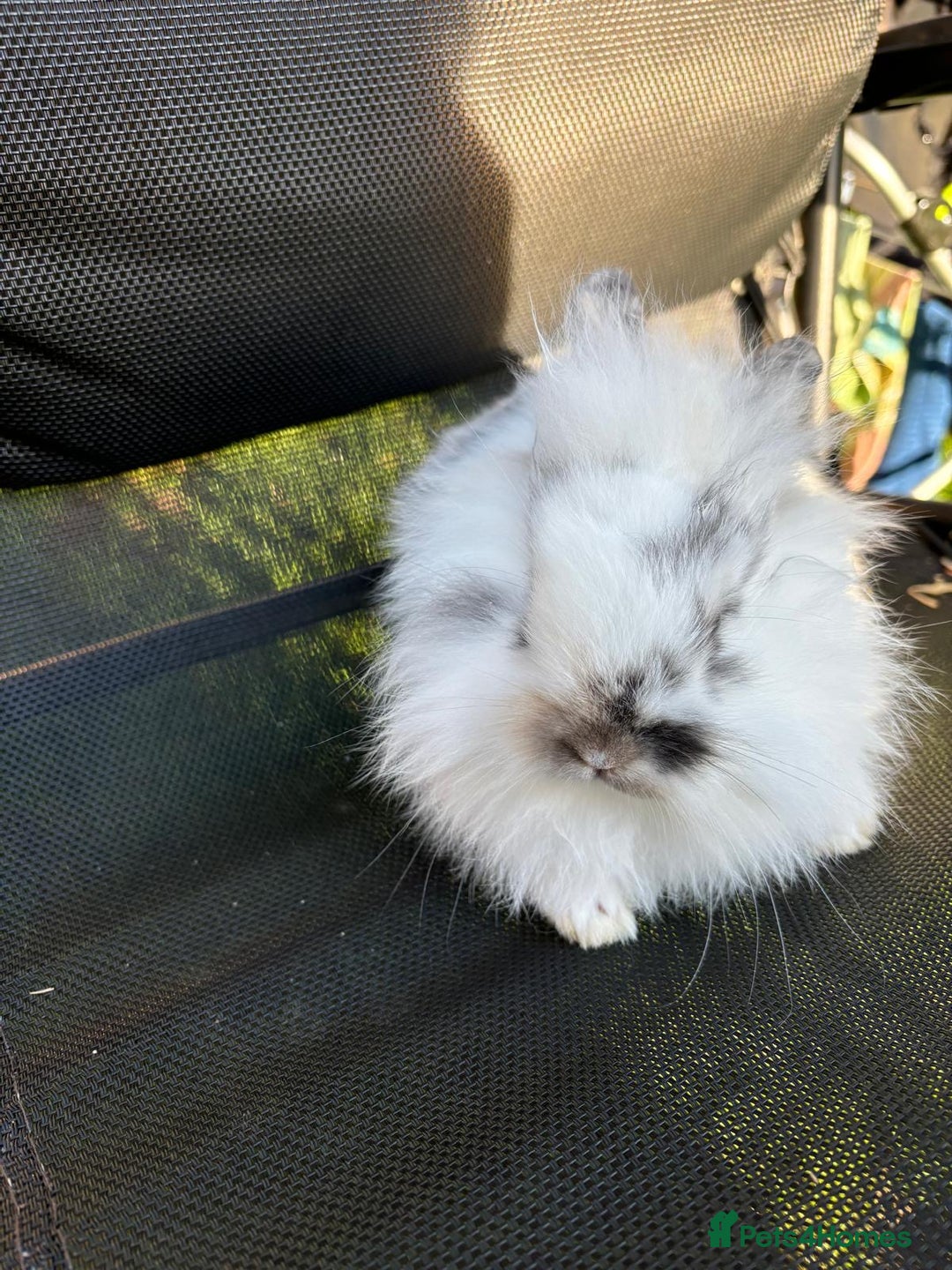 Lionhead rabbits for sale: Baby lionhead rabbits  - Image 4