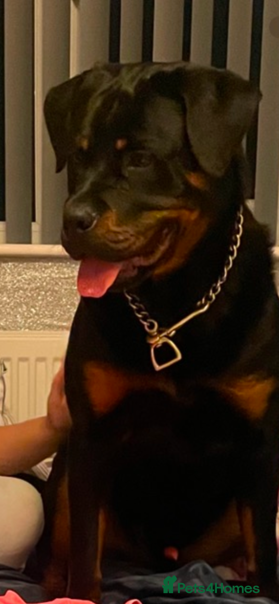 Rottweiler dogs for sale: Rottweiler x Rottweiler Akita  - Advert 7