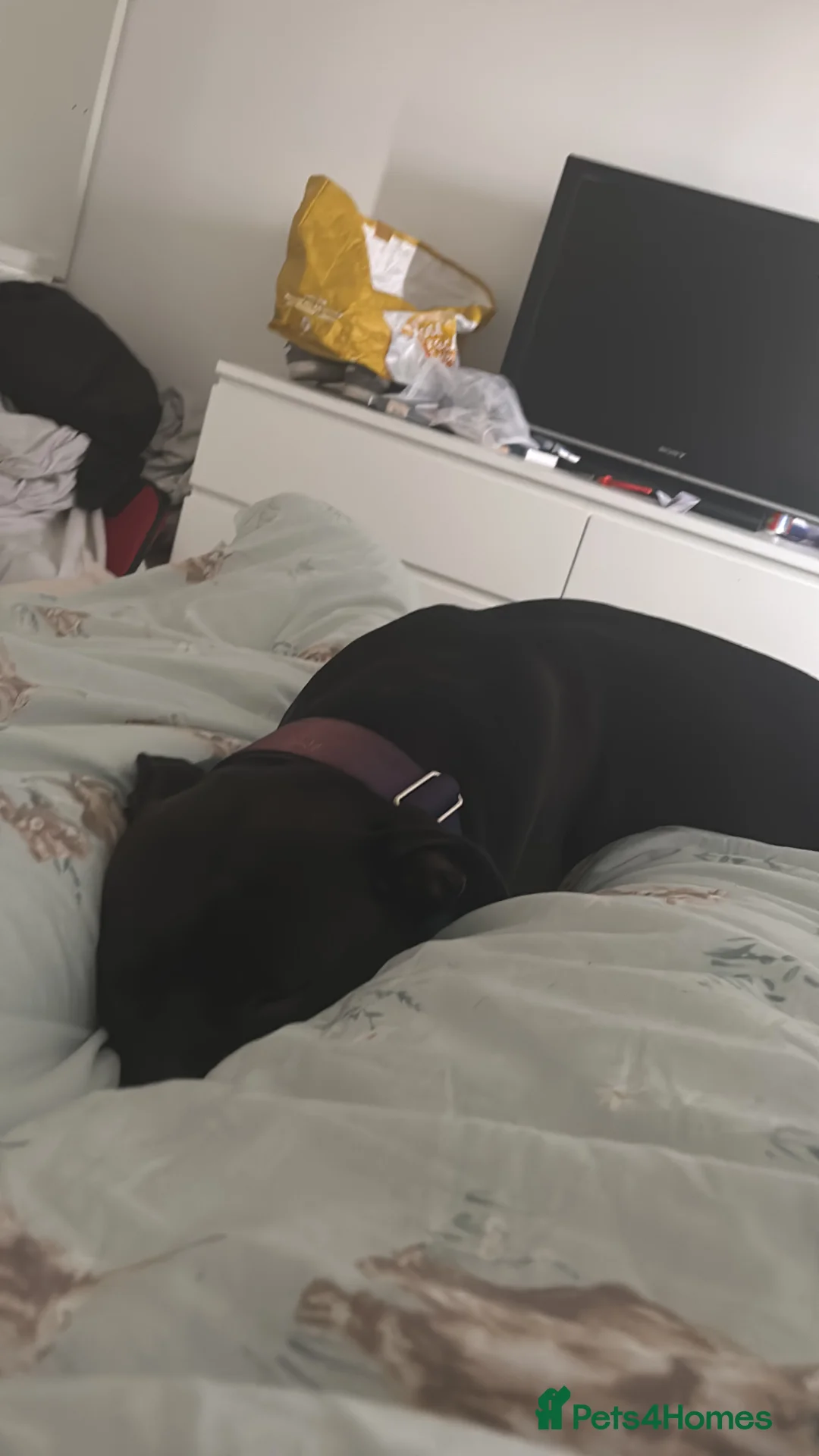 Mixed Breed dogs for sale: 3 year old Staffordshire terrier cross boxer  - Advert 4