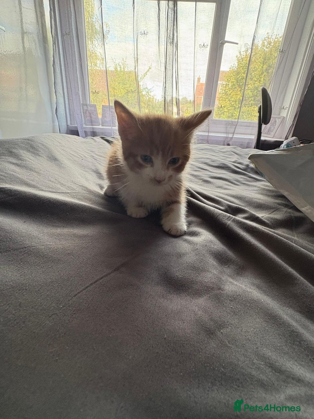 Mixed Breed cats for sale: 5 kittens looking for their forever homes  - Image 10