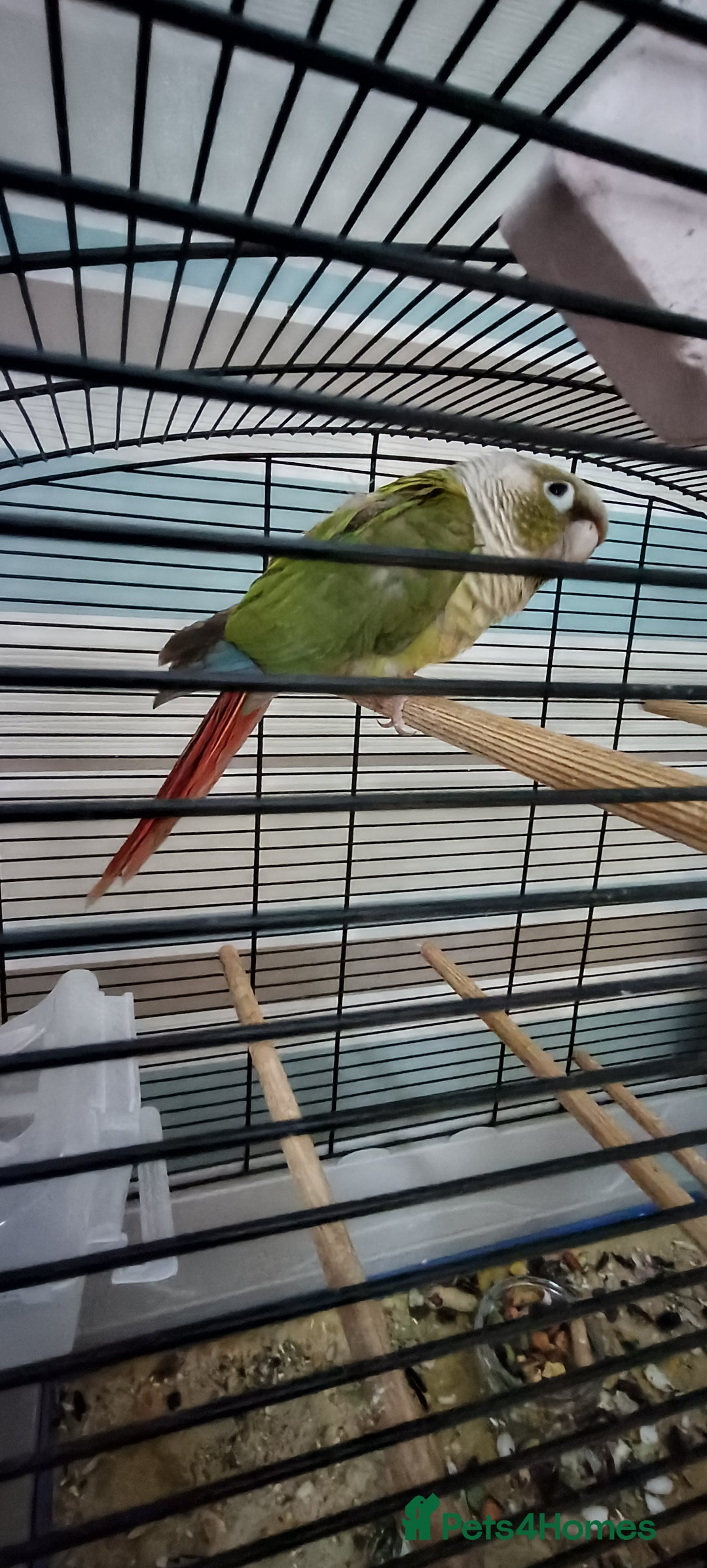Conures birds for sale: Green cheeked concure  - Advert 2