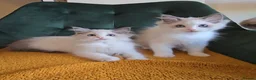 Ragdoll cats for sale: Show-class kittens ready for new homes! - Advert 11