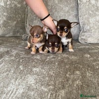 Chihuahua dogs for stud: 🏆⭐️Our SUPER STUD Duke, is just that⭐️🏆 in Hornchurch - Advert 5