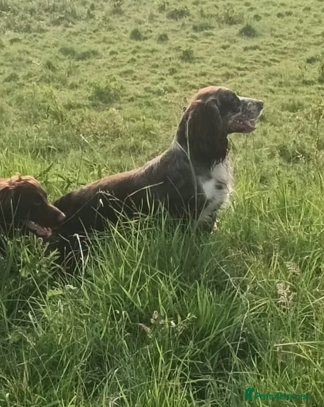 Cocker Spaniel dogs for stud: Tri tweed cocker spaniel for stud - Advert 8