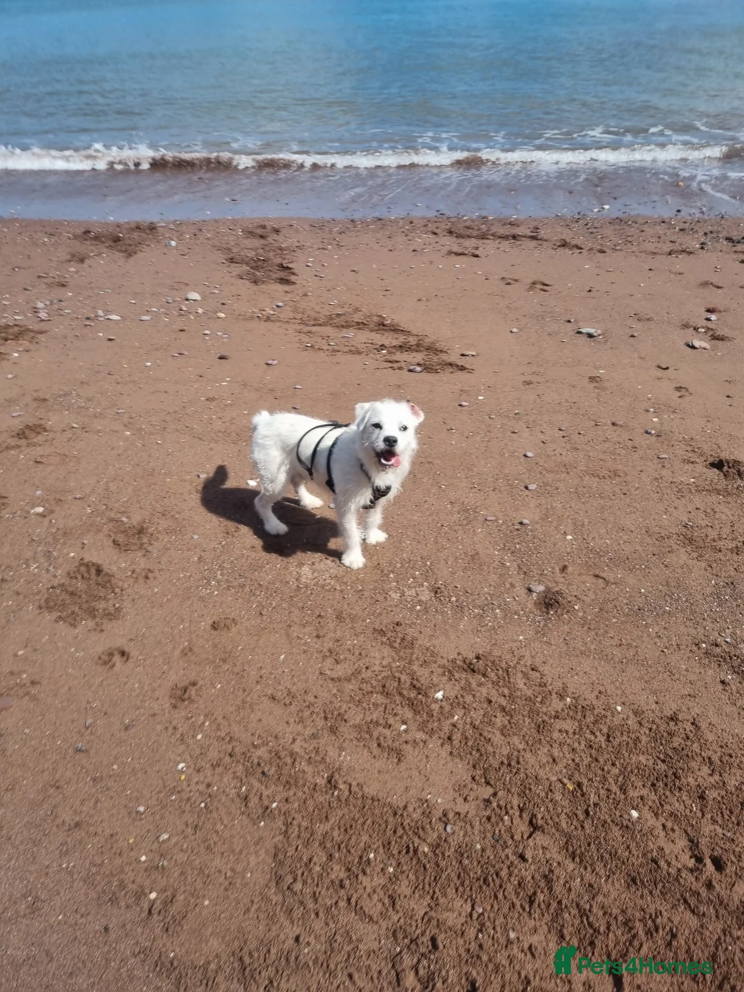 Mixed Breed dogs for sale: Donnie (Sheldon)  - Advert 2