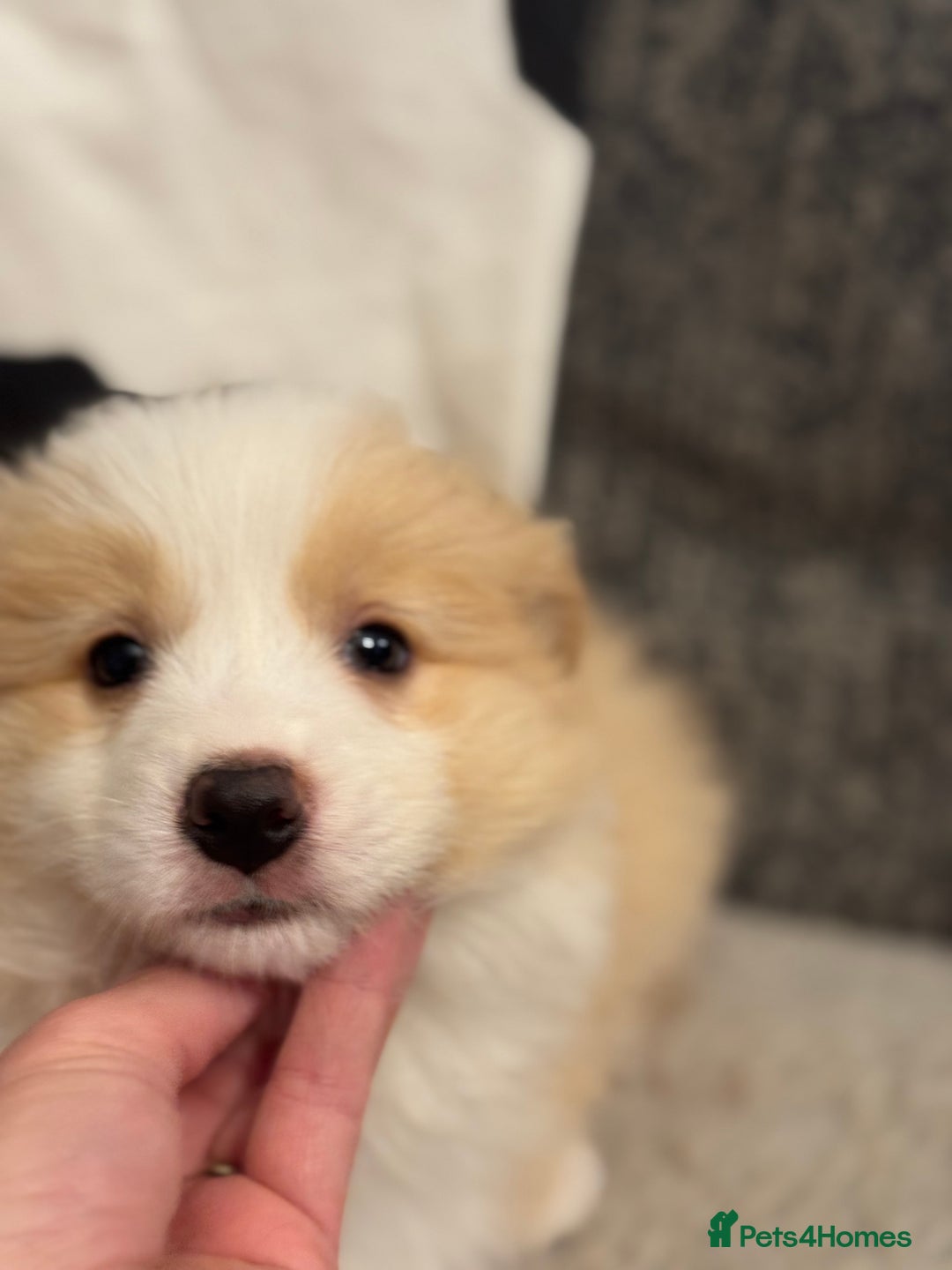 Border Collie dogs for sale: Pure Bred Border Collie Puppies For Sale - Advert 35