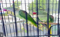 Budgerigars birds for sale: Manchester  - Image 2