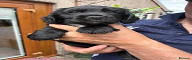 Cocker Spaniel 2
