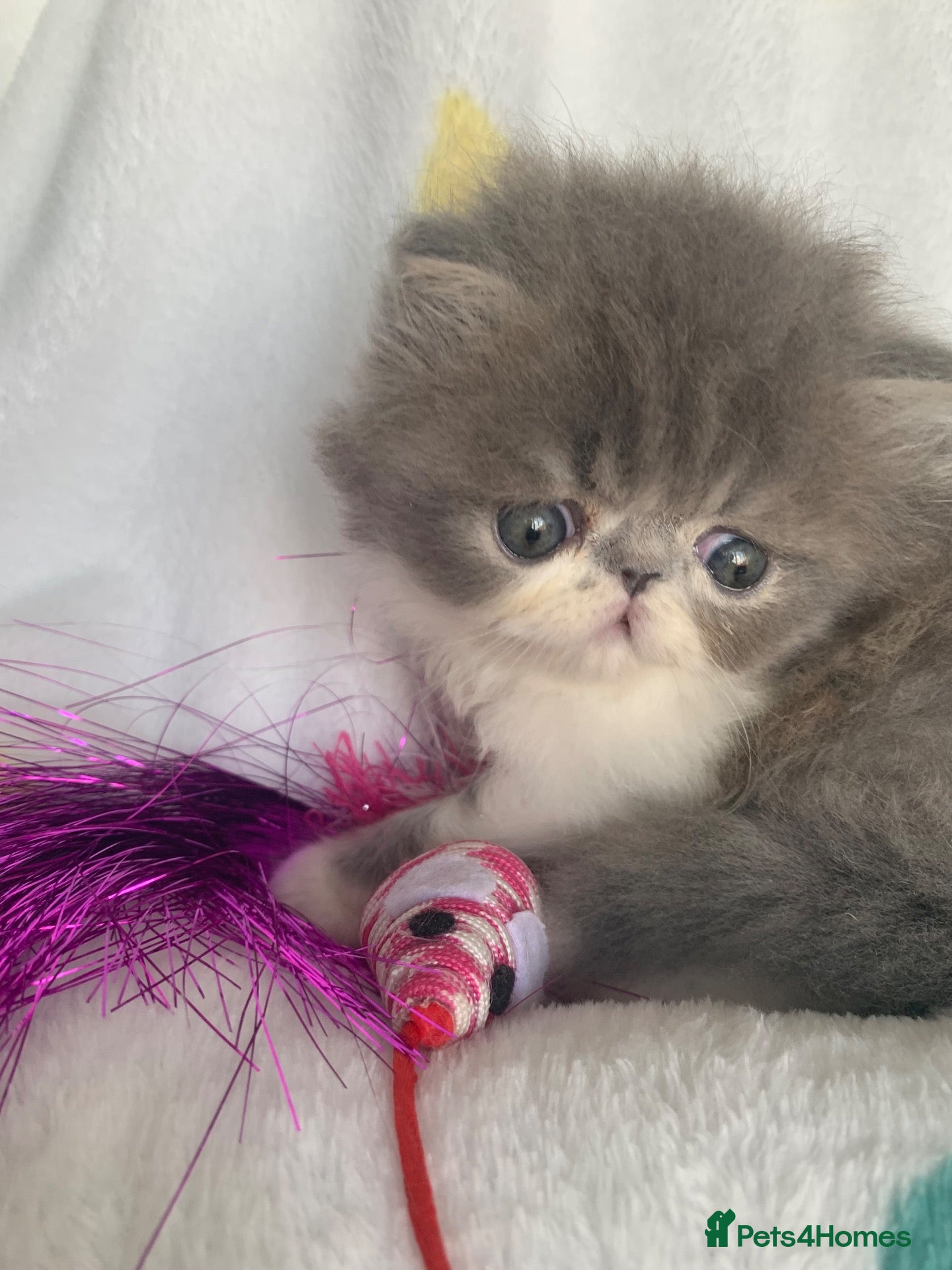 Persian cats Pedigree Persian Kitten (Ready Now) - Advert 2