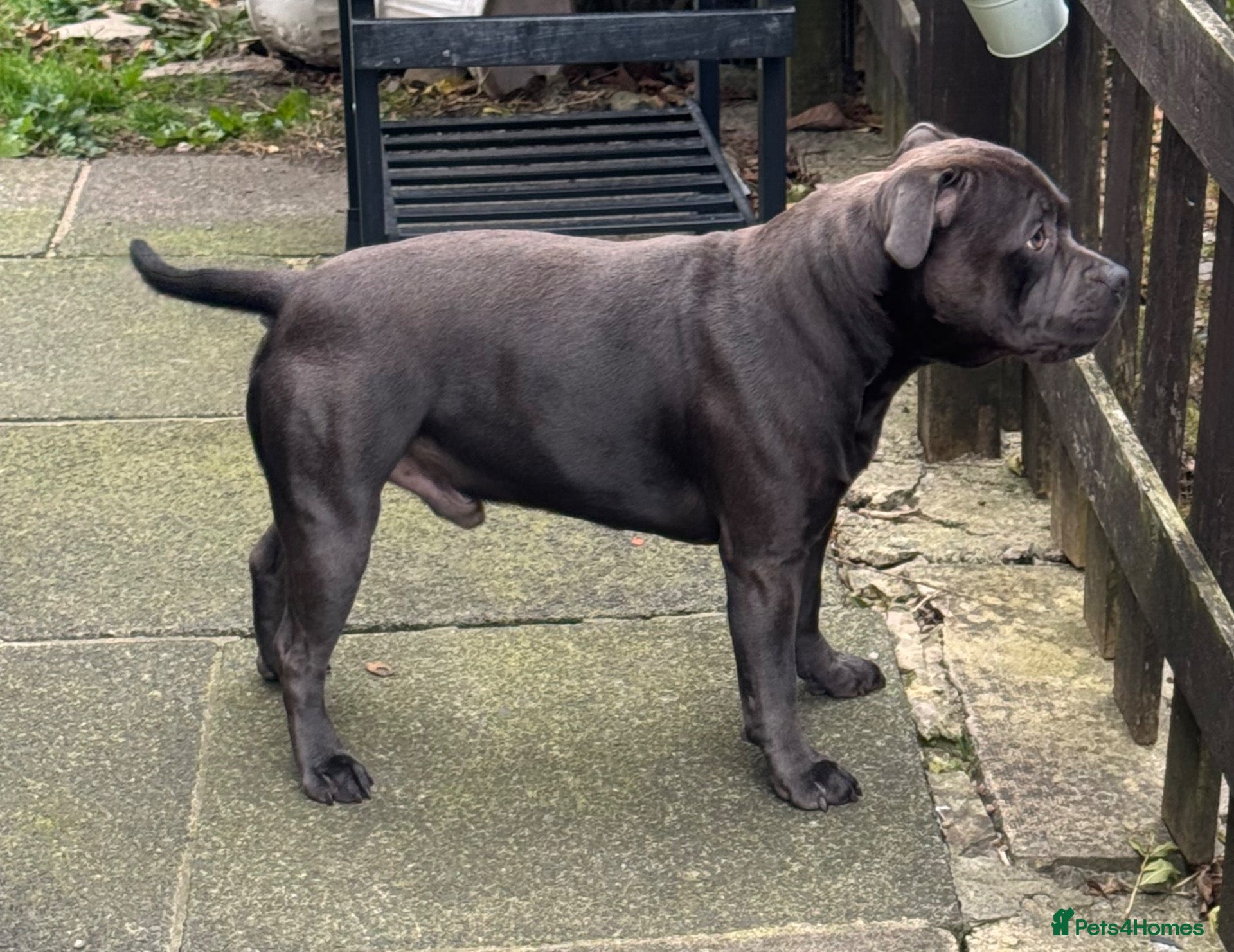Staffordshire Bull Terrier dogs Kenbloom Mcintosh  - Advert 19