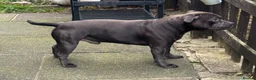 Staffordshire Bull Terrier dogs for stud: Kenbloom Mcintosh  - Advert 7