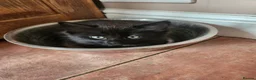 Mixed Breed cats for sale: 3 Beautiful Kittens for sale - Advert 9