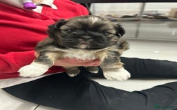 Lhasa Apso dogs for sale: Lhasa apso puppies  - Image 2