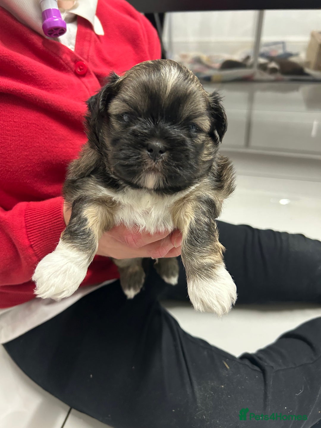 Lhasa Apso dogs for sale: Lhasa apso puppies  - Image 2
