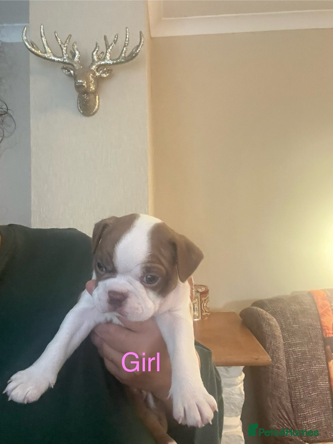 Boston Terrier dogs for sale: Stunning Bostons *1 BEAUTIFUL BOY REMAINING* - Advert 21