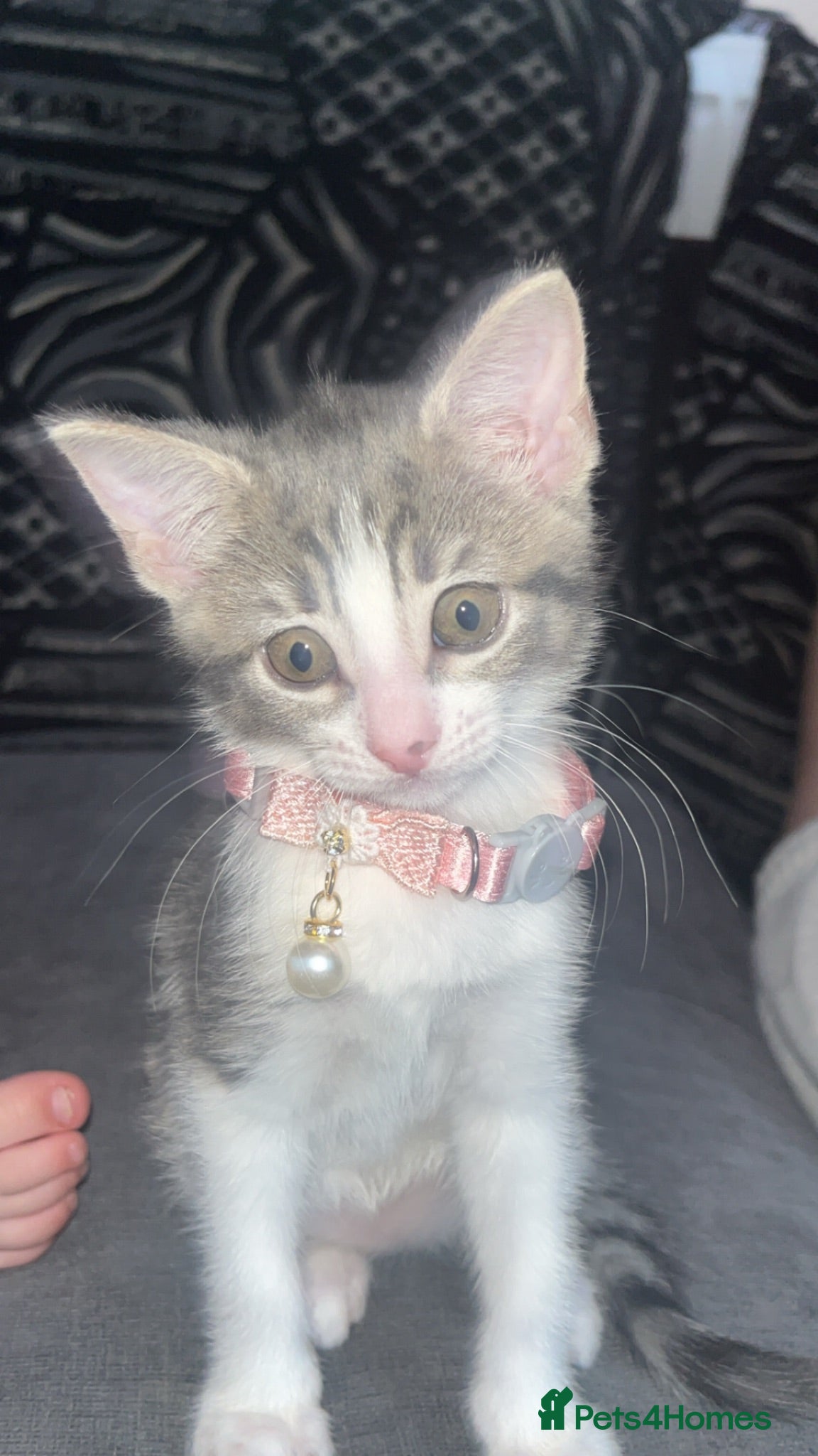 Mixed Breed cats Kitten for sale  - Advert 6