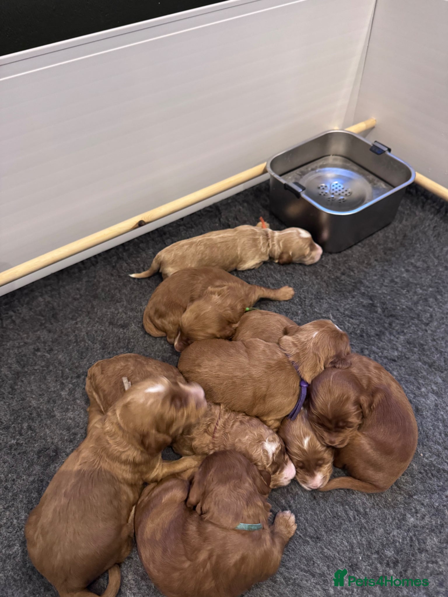 Mixed Breed dogs Cockadoodle puppies - Advert 12