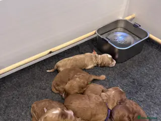 Mixed Breed dogs Cockadoodle puppies - Advert 12