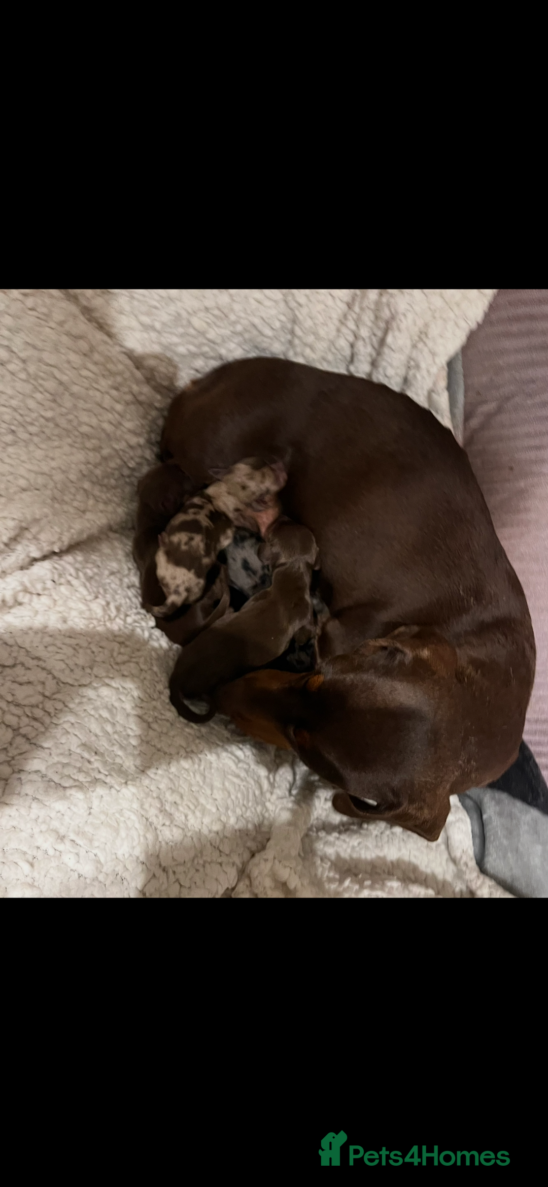 Miniature Dachshund dogs for sale: Beautiful true kc reg miniature dachshunds - Advert 7