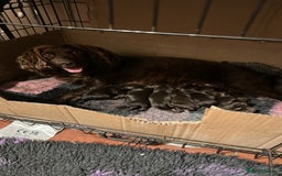 Cocker Spaniel dogs for sale: Gorgeous WCS excellent temperament  - Image 6