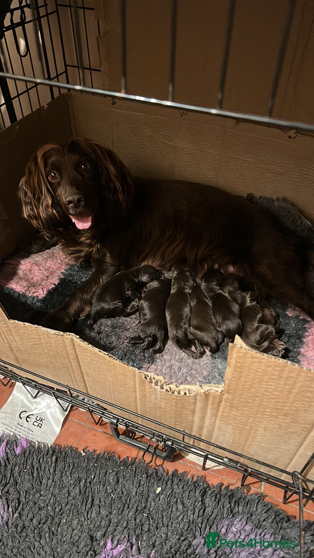 Cocker Spaniel dogs for sale: Gorgeous WCS excellent temperament  - Image 6
