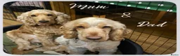 Cocker Spaniel dogs for sale: Stunning Litter of Show Cocker Spaniels  - Advert 2