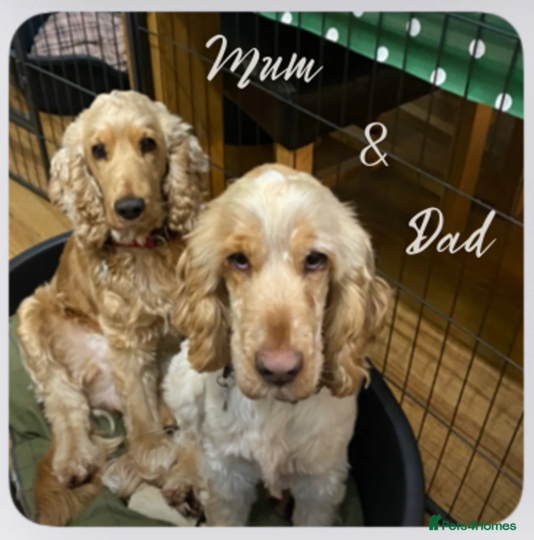 Cocker Spaniel dogs for sale: Stunning Litter of Show Cocker Spaniels  - Advert 2