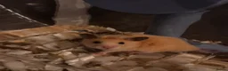 Hamster rodents for sale: Syrian hamster and full set up  - Advert 2