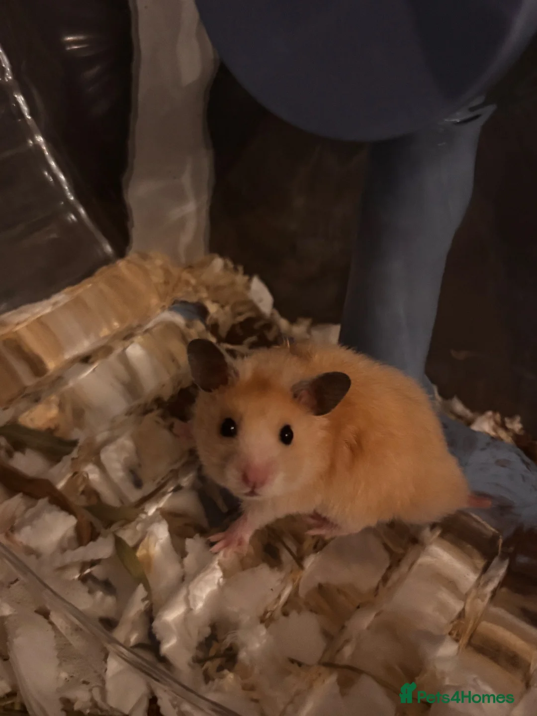 Hamster rodents for sale: Syrian hamster and full set up  - Advert 2