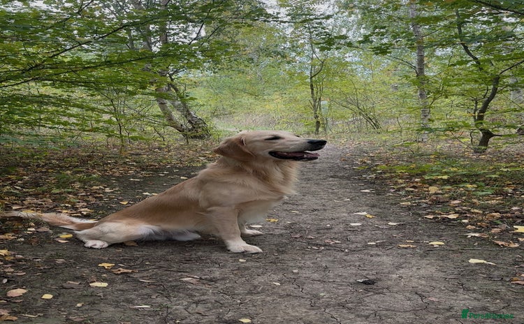 Golden Retriever dogs - Advert 3