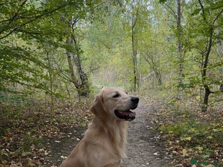 Golden Retriever dogs - Advert 2